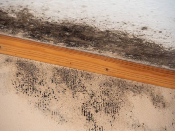 Best Attic Mold Removal  in USA